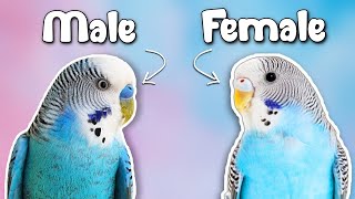 How to Tell if Your Budgie is a MALE or FEMALE [upl. by Nelleoj]