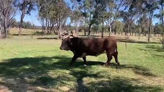 Hereford Bull [upl. by Auhs]