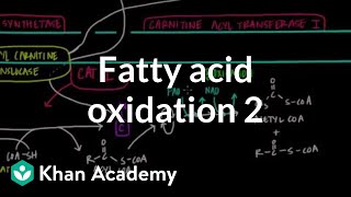 Fatty Acid Oxidation  Part II [upl. by Aisilef]