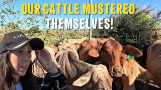 An Unexpected Cattle Muster [upl. by Yaja799]