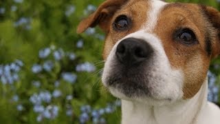 DanishSwedish Farmdog Cute and funny dog Full HD [upl. by Maillliw]