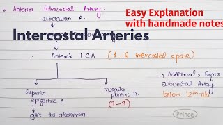 Intercostal Arteries  Course Relations  Arterial Supply of thorax  Thorax Anatomy [upl. by Aidam]