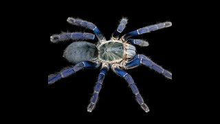 Cobalt Blue Tarantula [upl. by Dulcinea]