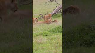 lion vs hyena animals wildlife lions attack safari jungle wildanimals wildlifephotography [upl. by Fabio12]