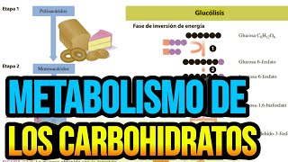 Metabolismo de los carbohidratos [upl. by Randolph]