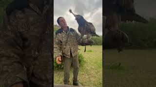 Lammergeier  bearded vulture [upl. by Weinberg]