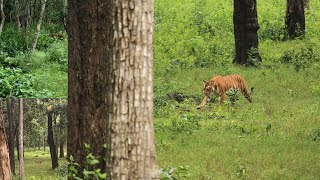 Tiger Sighting  Kabini Nagarhole Safari in Monsoon Season [upl. by Mcferren785]