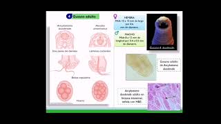 Ancylostoma duodenale [upl. by Malliw21]