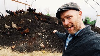 How Karl Hammer Feeds 600 Chickens Without Grains [upl. by Nodnalb]