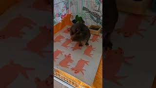 BOLITA HIPPO SELF GROOMING  SKINNY PIG ALMOST HAIRLESS GUINEA PIG BREED [upl. by Vernice]