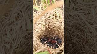 Baby Golden Bird Sparrow birdnest wildlife nest birdegg birds beautifulnest nature nesting [upl. by Eelsha]