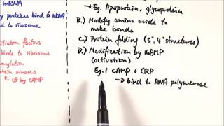 Transcription and Translation From DNA to Protein [upl. by Aliled]