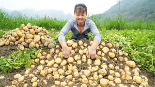 Harvesting A Lot Of Potato Goes To Countryside Market Sell  Grow Vegetable  Free Bushcraft [upl. by Haron958]