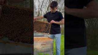 🫣 peur des piqûres d’insectes  abeille apiculteur apiculture bee miel ruche [upl. by Zeralda]