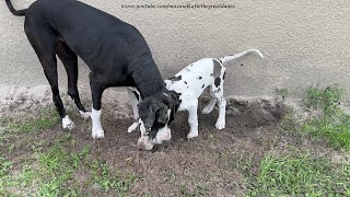 Funny Great Dane Puppy Enjoys His First Digging Lesson [upl. by Jade]