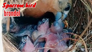 KELAPARAN ‼️BURUNG EMPRIT BRONDOLKAJI MEMBERI MAKAN ANAKNYA DI SARANG [upl. by Enellij530]