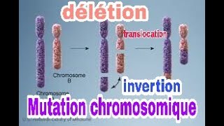 le mécanisme de la mutation chromosomique [upl. by Notlimah]