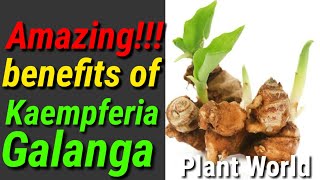 Amazing Benefits of kaempferia galanga ¦ Plant World [upl. by Vergil]