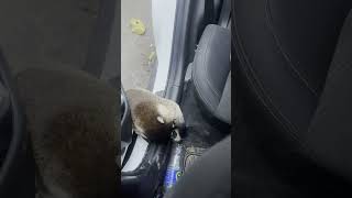 Mini BEAR STEALS FOOD Out Of My CAR shorts [upl. by Tiebout739]