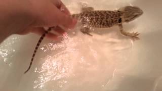 How to PROPERLY Give your Bearded Dragon a Bath [upl. by Nnyliram]