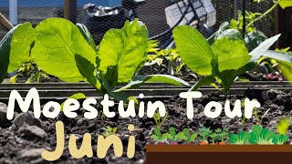 Moestuin Tour JUNI  Moestuin in een Rijtjeshuis [upl. by Onairam354]