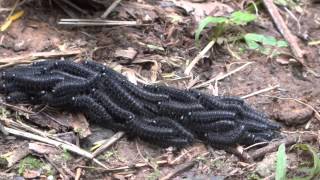 Bicho mata porco  bicho da chuva  Larvas agrupadas se deslocando  cobreiro  Perreyia flavipes [upl. by Trubow]