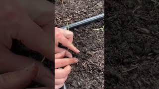 Tips For Planting Onion Seedlings onions vegetablegarden [upl. by Crowe]