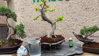 Cómo usar Lixiviado de Lombriz en mi bonsai  ¿ para que sirve el Lixiviado de lombriz [upl. by Apurk914]