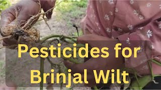 Recommended pesticides to control Brinjal Wilt Disease [upl. by Leirbag]