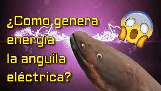 Como genera energía la anguila electrica⚠️🔴 [upl. by Ladiv367]