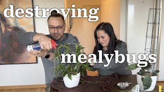 I went to Sweden to destroy mealybugs [upl. by Aley]