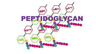 Peptidoglycan [upl. by Swirsky]