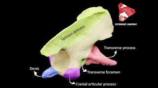 comparative anatomy of the axis  C2 [upl. by Airehtfele]