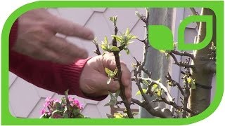 How to prune an older Malini tree columnar apple tree [upl. by Yffat]