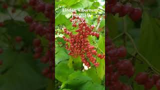 Viburnum dilatatum 꽃말 quot사랑은 죽음보다 강하다quot 💕 💥덜꿩나무와의 구별 莢蒾가막살나무열매ガマズミの実 꽃이름 tree name 木の名前 [upl. by Monaco459]