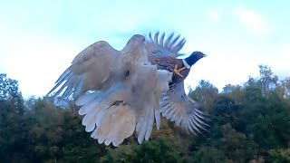 white goshawk pheasant hawking [upl. by Karlan206]