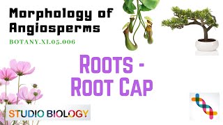 BOTANYXI05006Morphology of Angiosperms – Roots – Root cap [upl. by Suhsoj799]