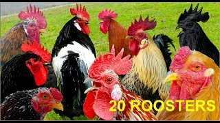 20 different roosters crowing  Krähruf der Hähne von 20 verschiedenen Hühnerrassen im Vergleich [upl. by Arotak]