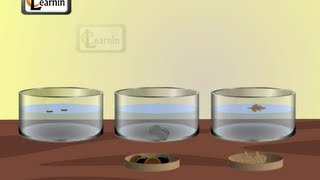 Soluble and insoluble materials  Experiment  Elementary Science [upl. by Makell]