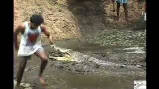 Madras Crocodile Bank  July 1997  Digging out the pit for the giant saltwater croc quotJawsquot [upl. by Scarface]