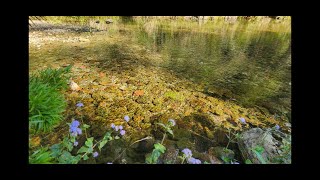 Spring Is here Bribie island and Boolumba Creek [upl. by Mehsah]