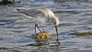 Dunlin Shore birds [upl. by Yornek]