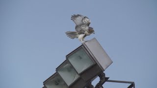 Cornell Redtailed Hawks Highlights 762024 HD [upl. by Nevur664]