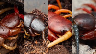 Myriapoda Monday Feeding my centipedes Please see pinned comment for details [upl. by Vernita714]