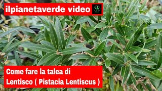 Come riprodurre con la talea il Lentisco  Pistacia Lentiscus [upl. by Tnahs]