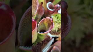 Heliamphora pulchella quotPulchellaquot means beautiful in Latin carnivorousplants [upl. by Akemahs]