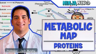 Metabolism  The Metabolic Map Proteins [upl. by Orose184]