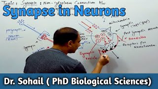 Synapse  Coordination amp Control  12th Biology  MDCAT Biology  Dr Sohail [upl. by Banebrudge72]