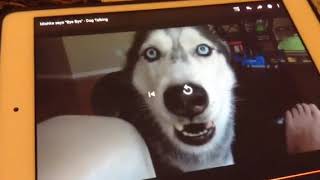 RIP Mishka the Talking Husky 2002  2017 [upl. by Clementina417]