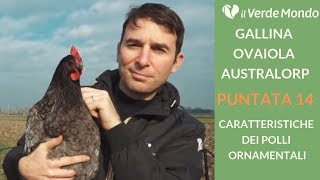 La Razza Australorp  Caratteristiche di questa razza avicola  Puntata 14 [upl. by Eiryt978]